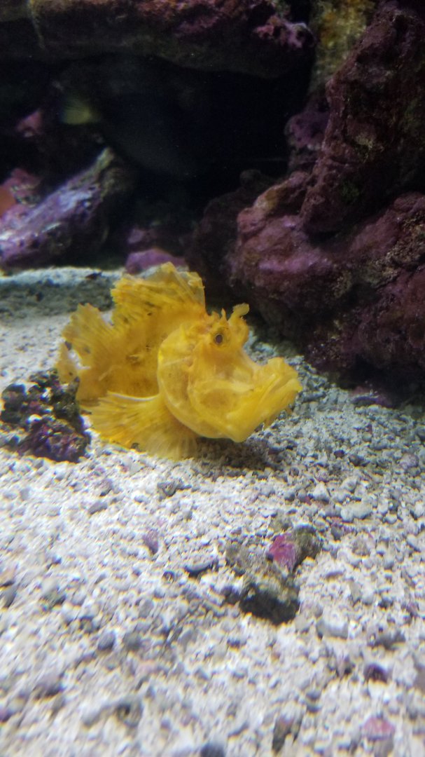 Weedy scorpionfish