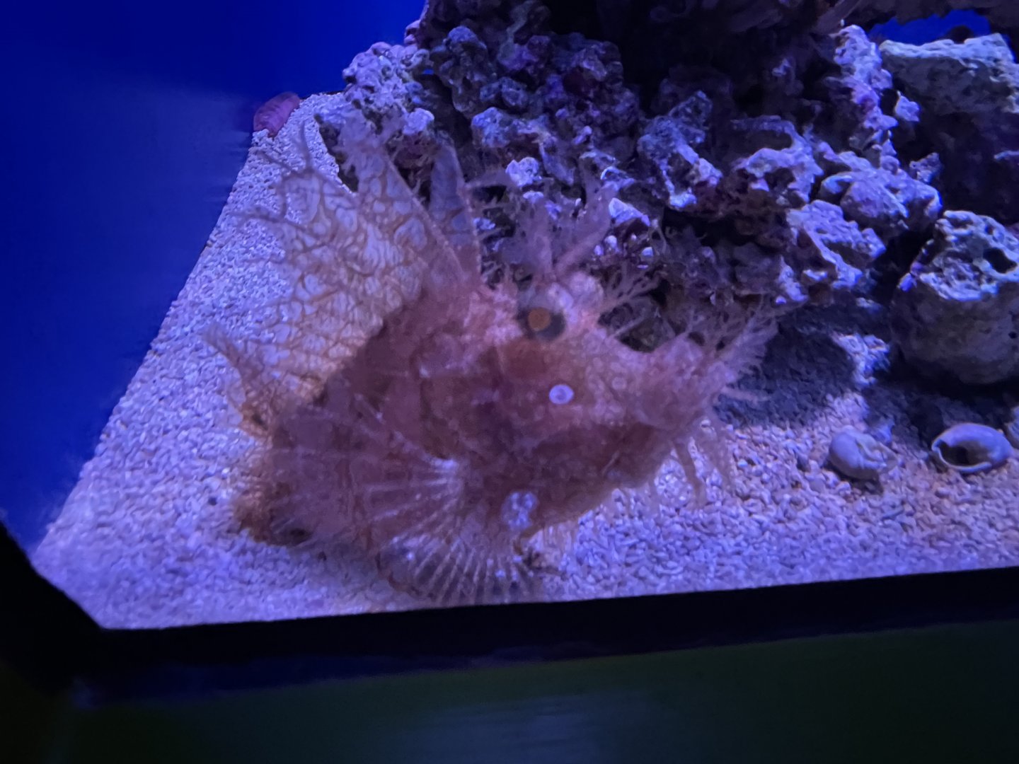 Weedy scorpionfish