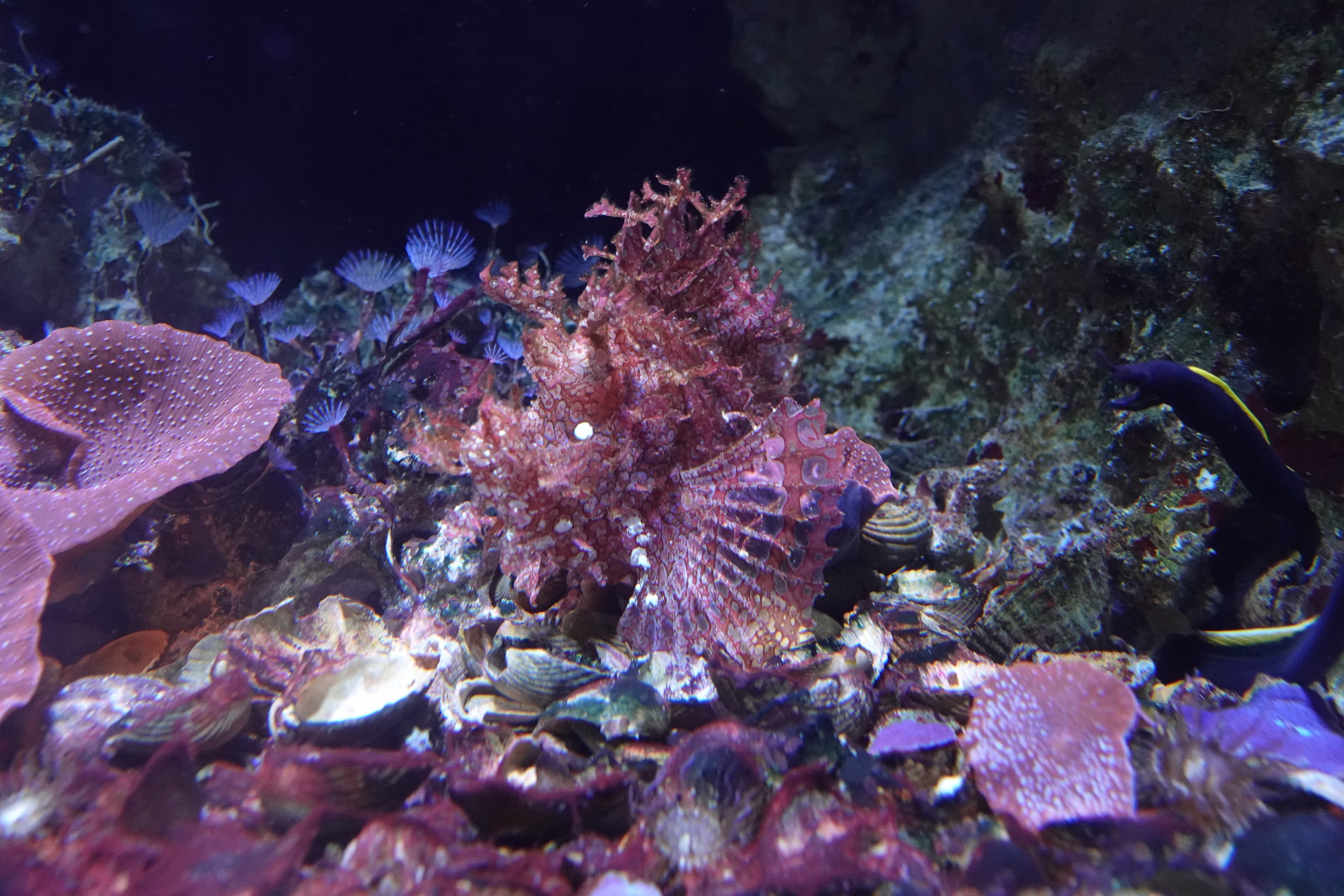 Weedy scorpionfish