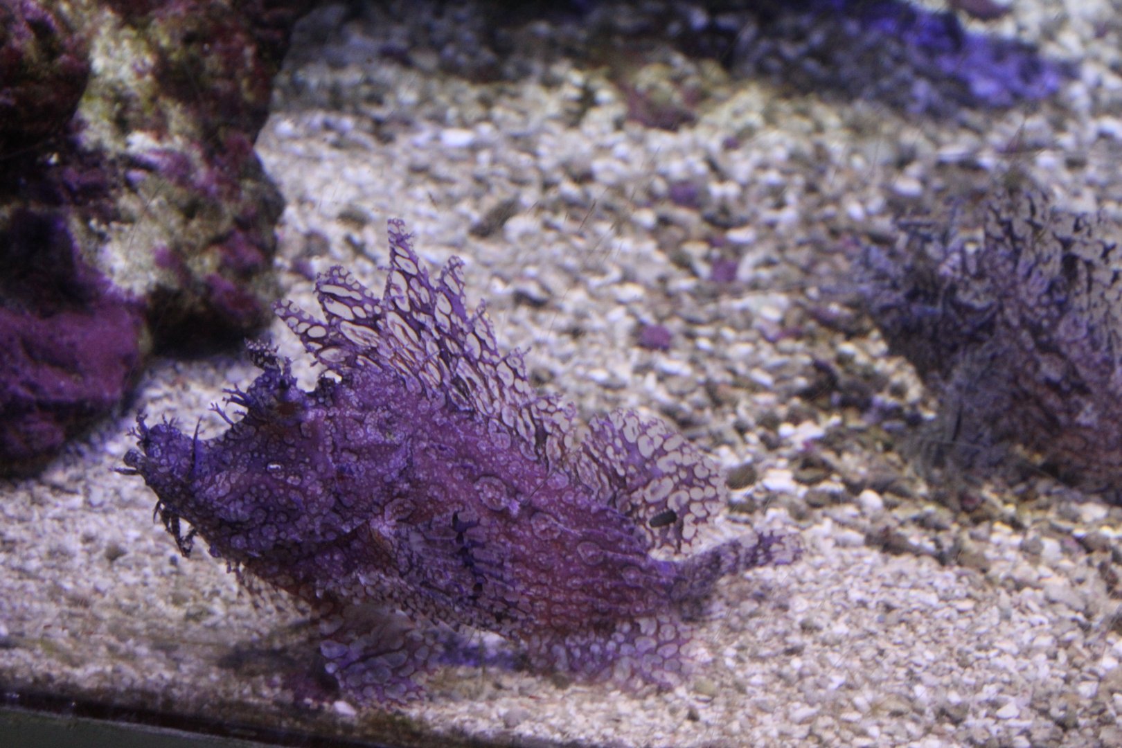 Weedy Scorpionfish