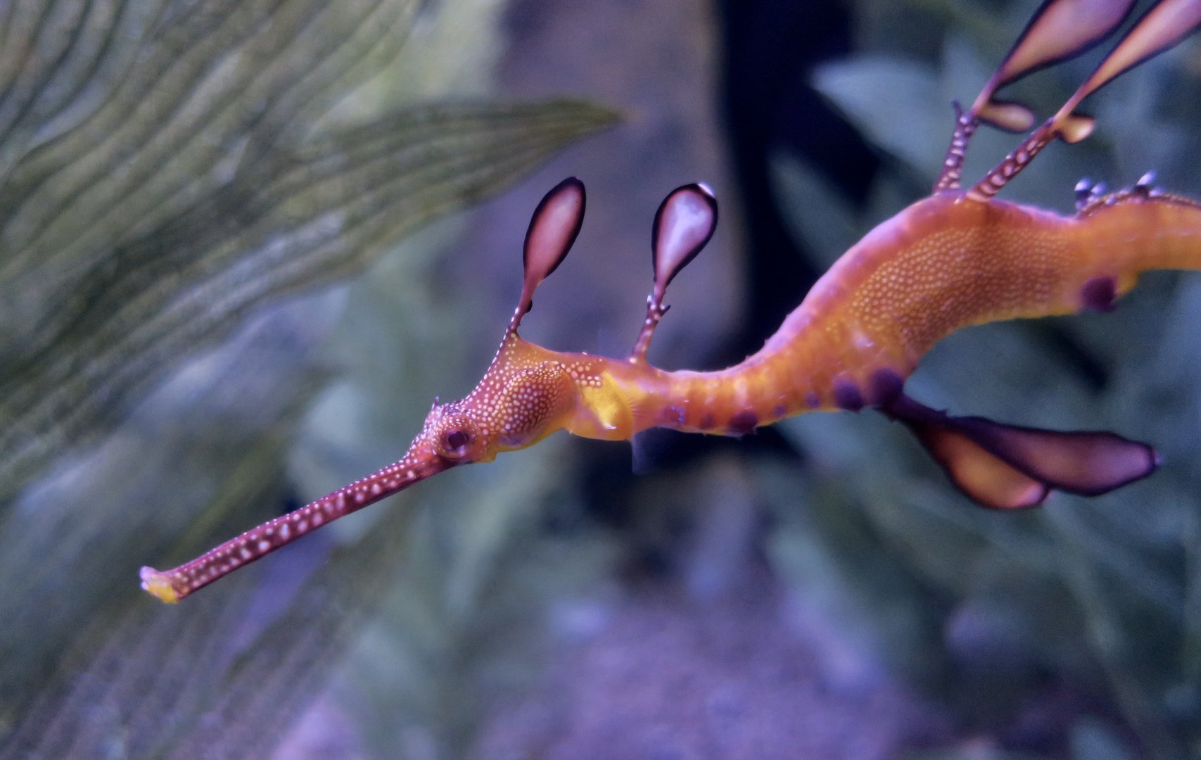 Weedy Sea Draagon (Phyllopteryx taeniolatus)