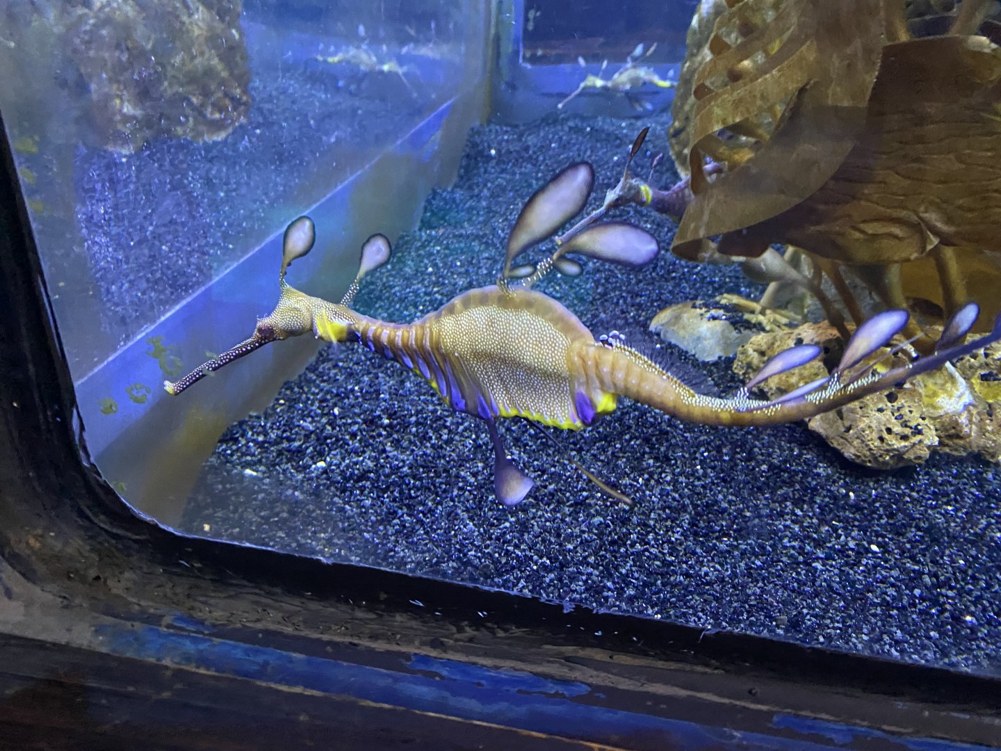 Weedy sea dragon 060125