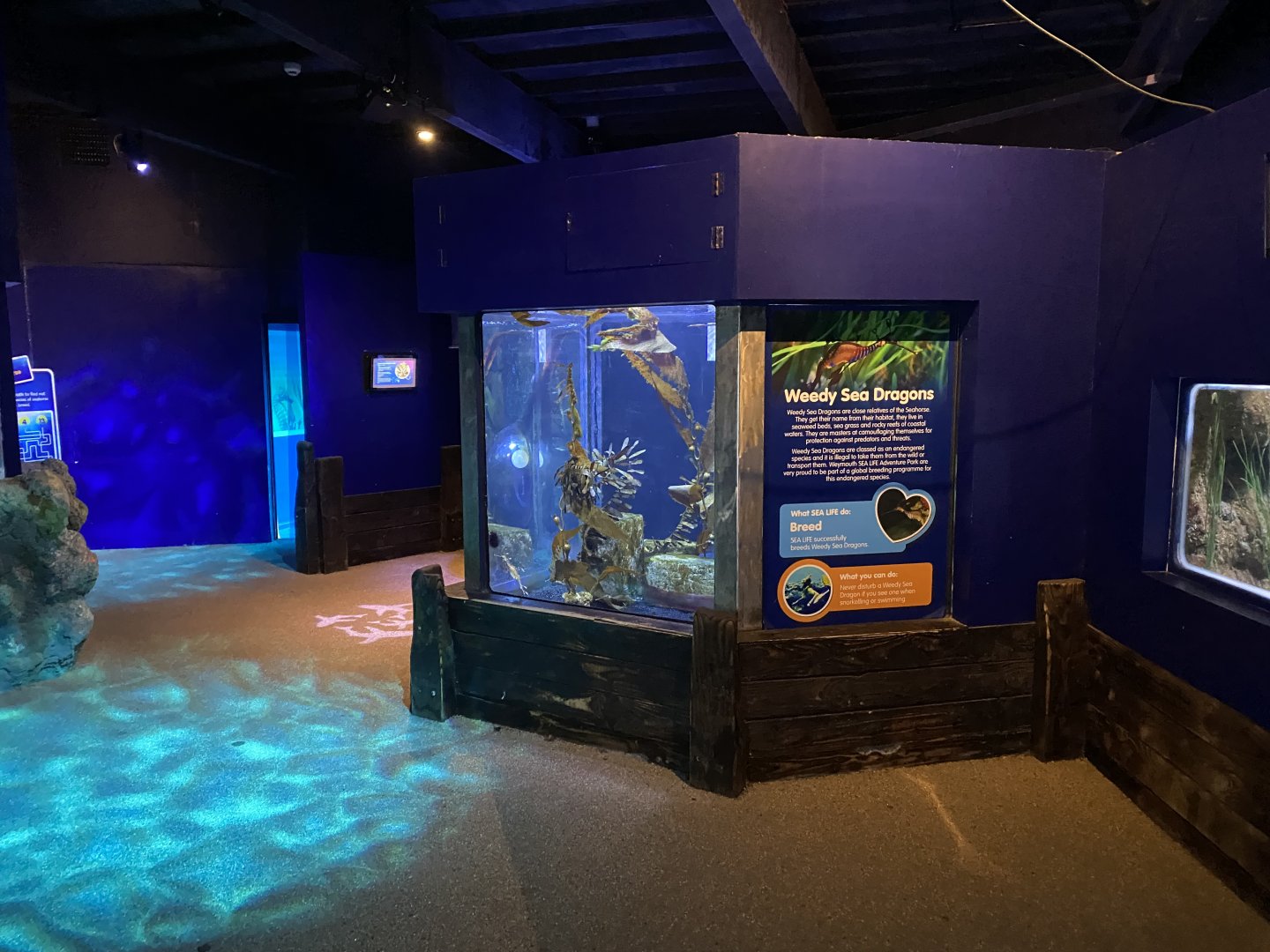 Weedy sea dragon exhibit 060125