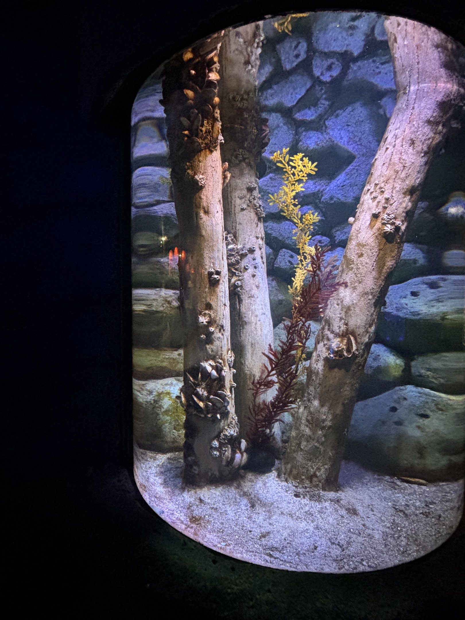 Weedy Sea Dragon Exhibit