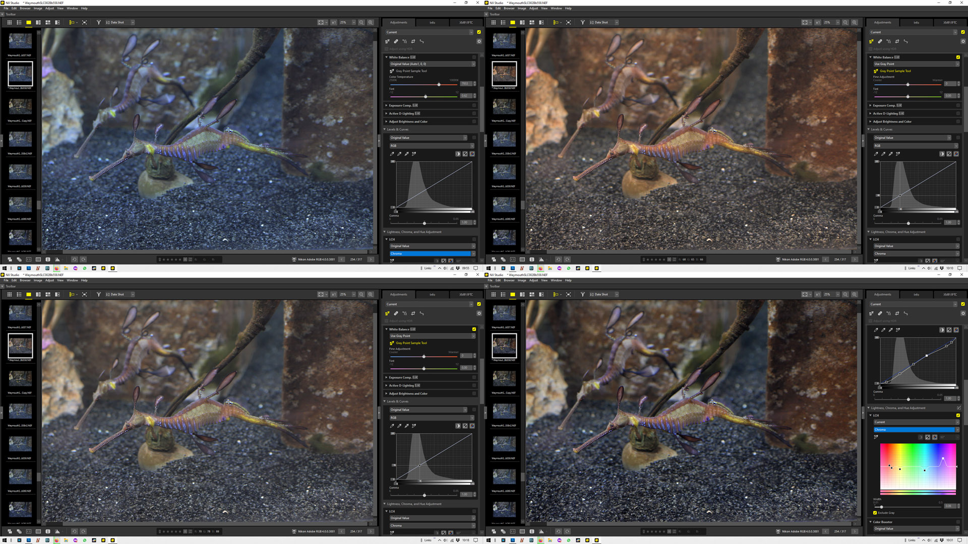 Weedy sea dragon photo workflow