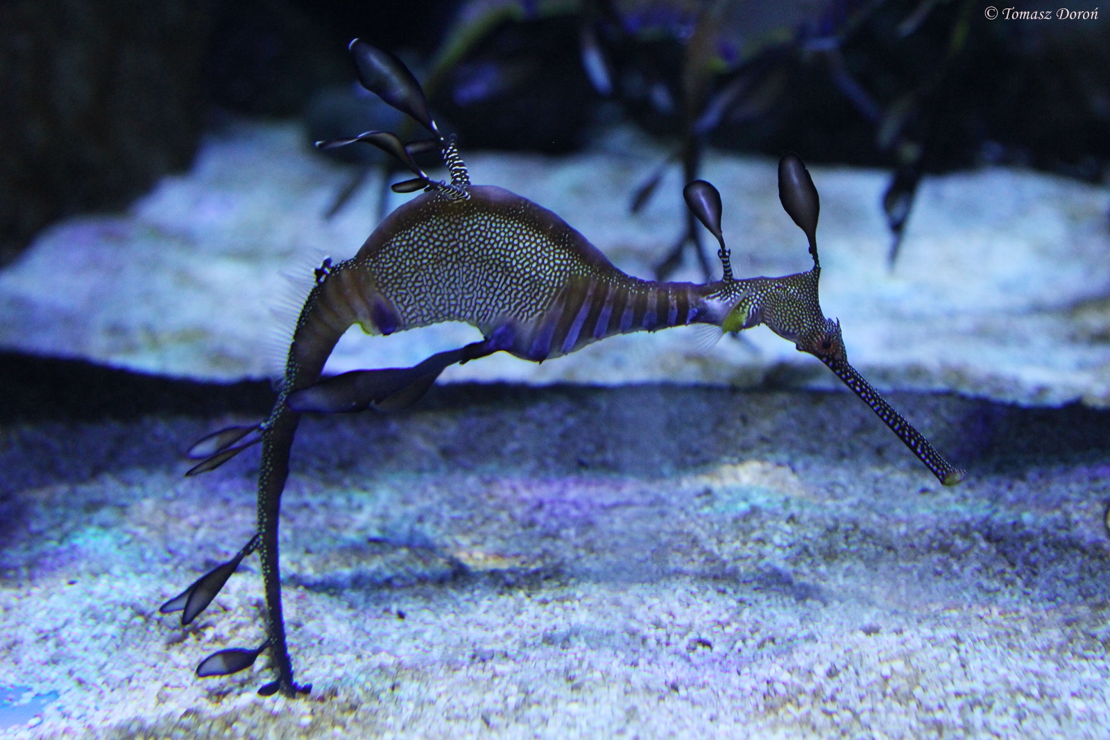 Weedy Sea Dragon (Phyllopteryx taeniolatus)