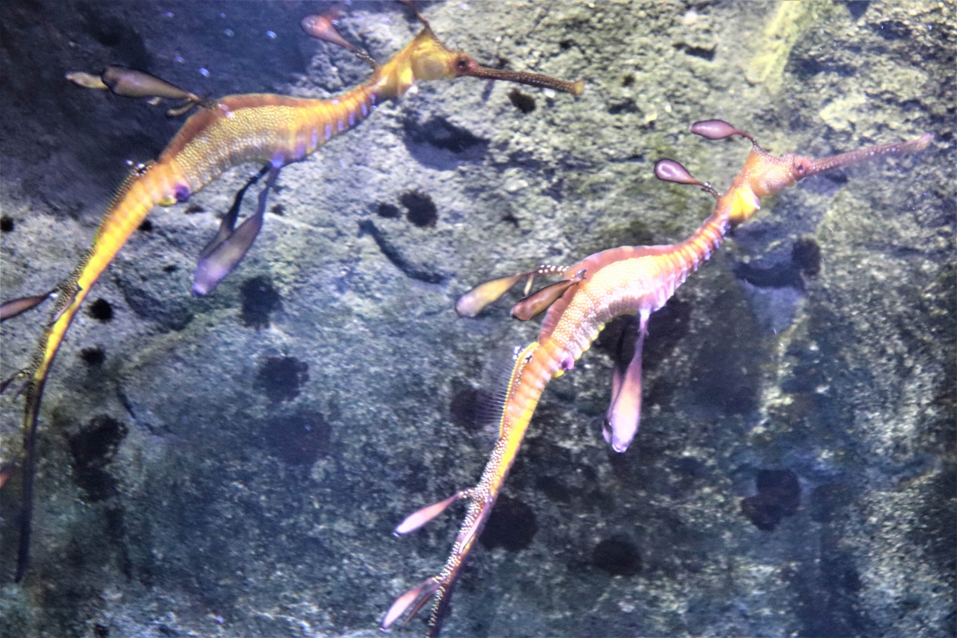 Weedy Sea Dragon (Phyllopteryx taeniolatus)