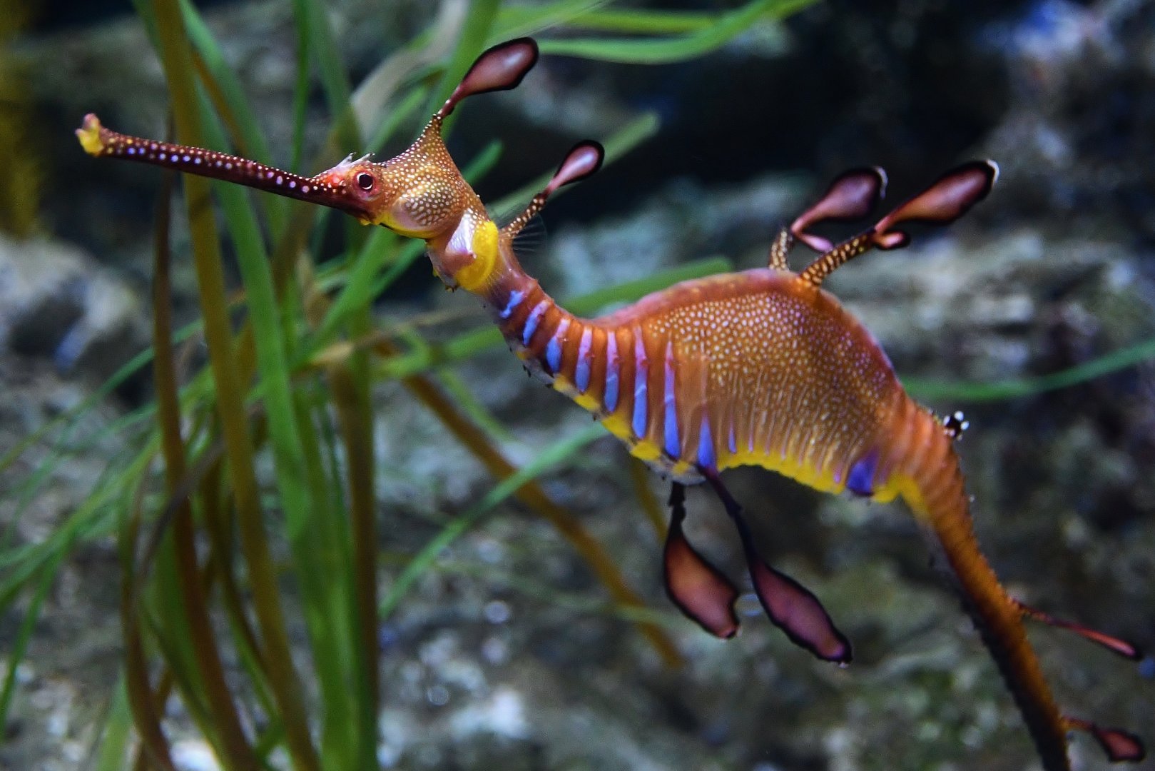 Weedy Sea Dragon (Phyllopteryx taeniolatus)