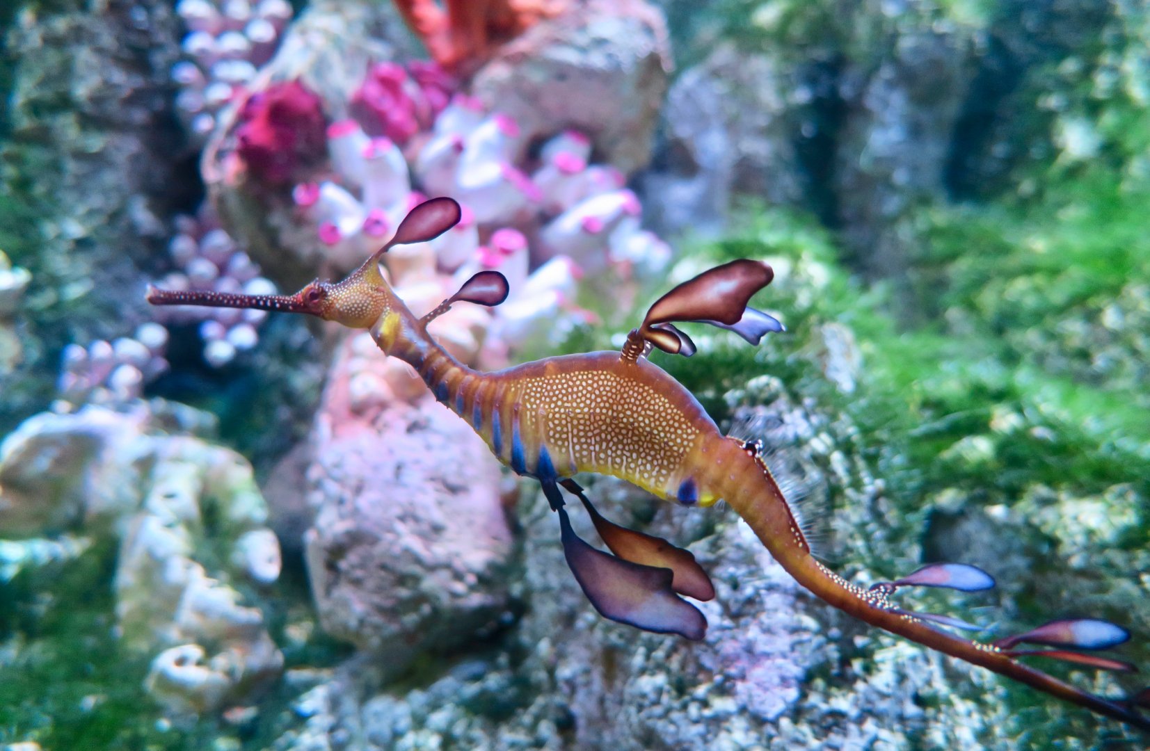 Weedy Sea Dragon (Phyllopteryx taeniolatus)