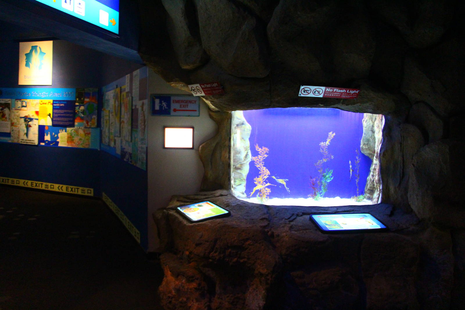 Weedy Sea Dragon Tank