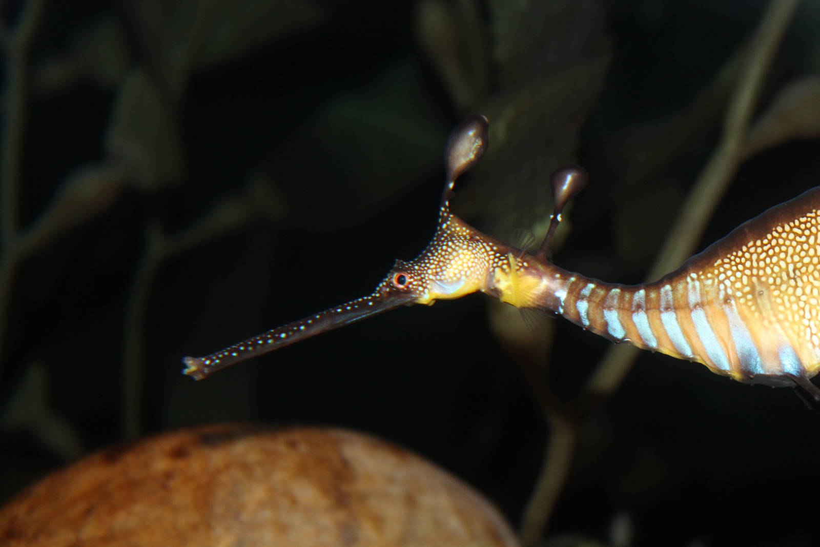 Weedy Sea Dragon