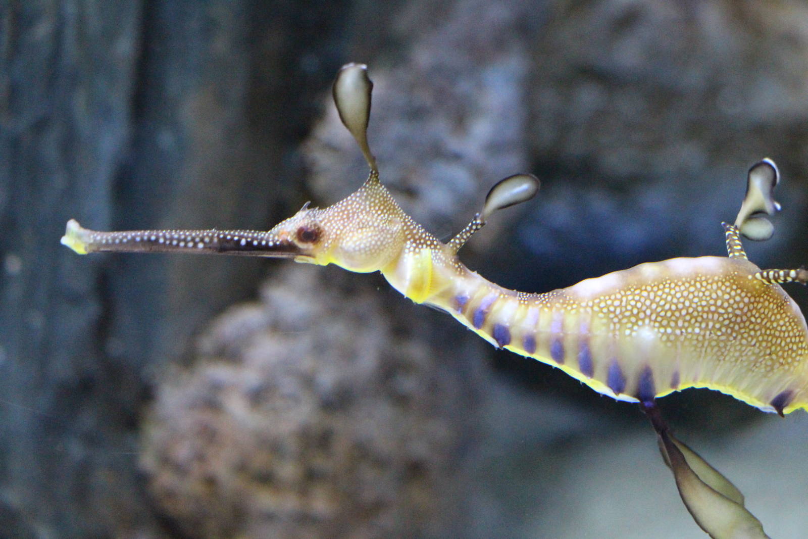 Weedy Sea Dragon