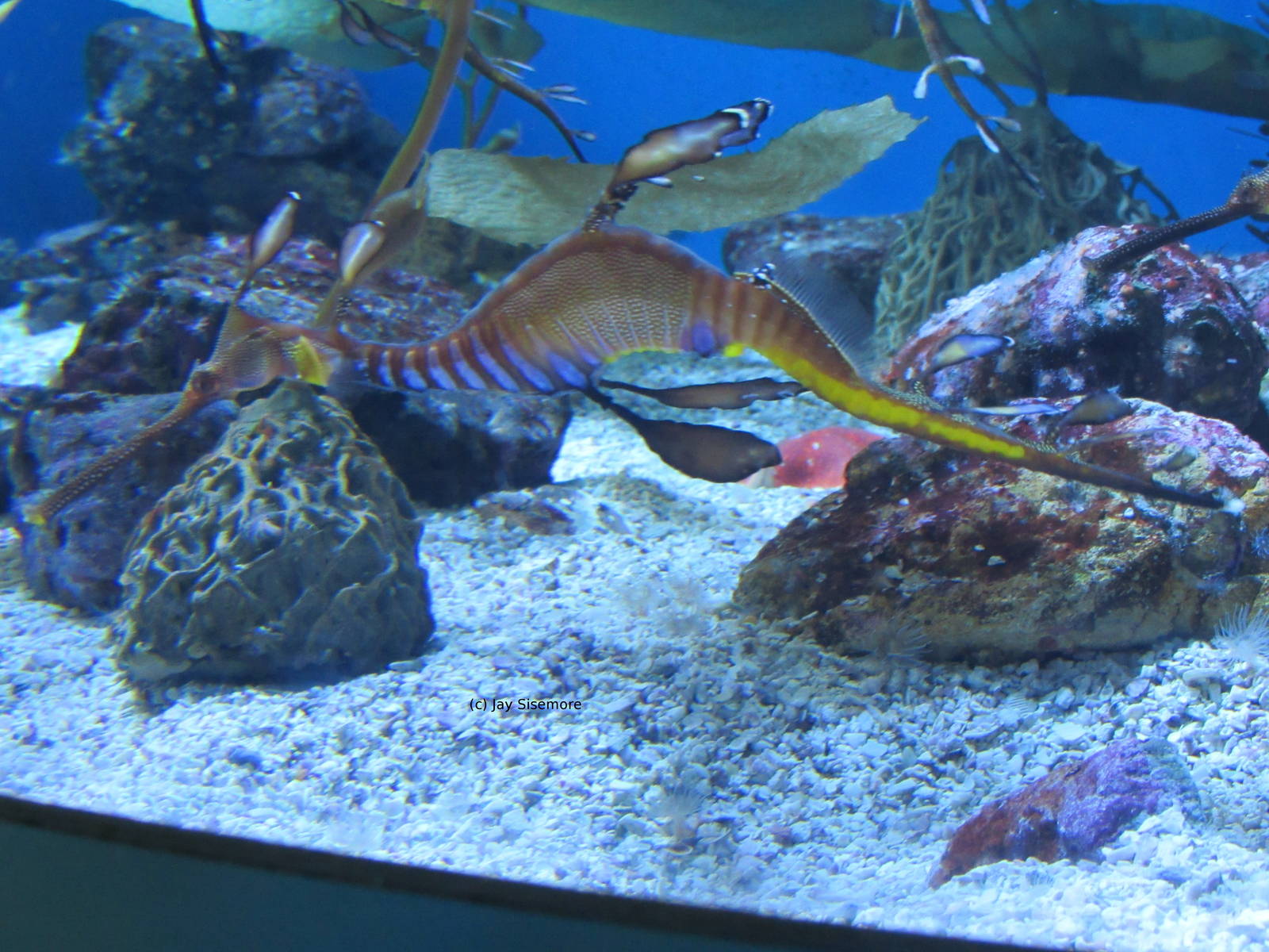 Weedy Sea Dragon