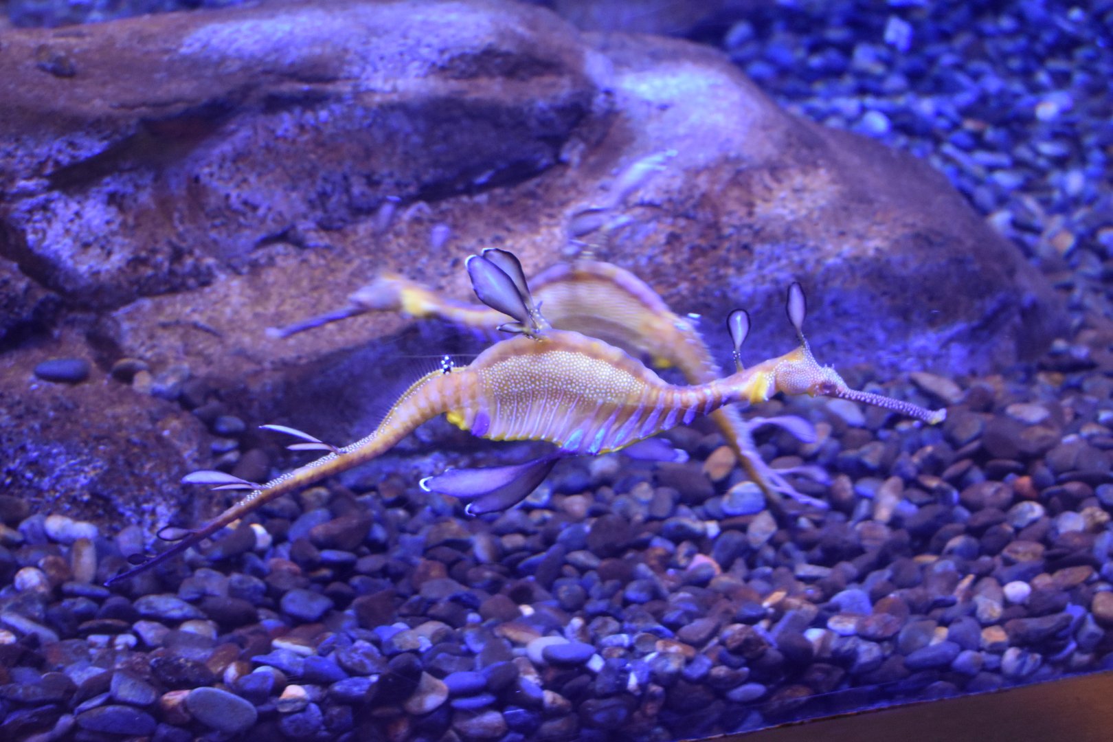 Weedy Sea Dragon