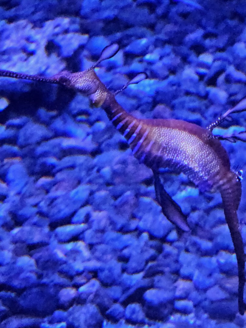 Weedy sea dragon