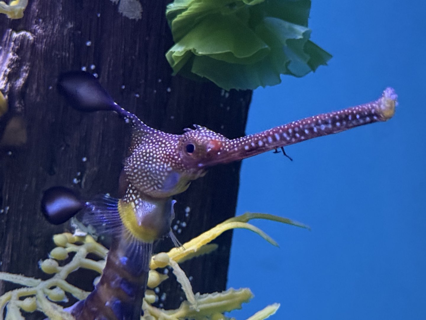 Weedy sea dragon