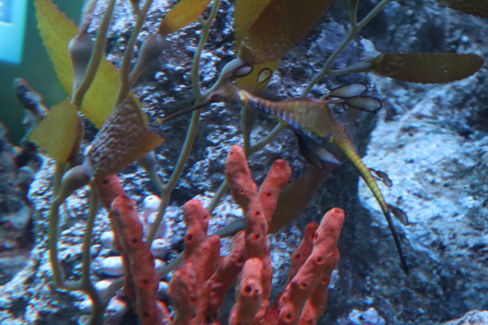 Weedy Sea Dragon