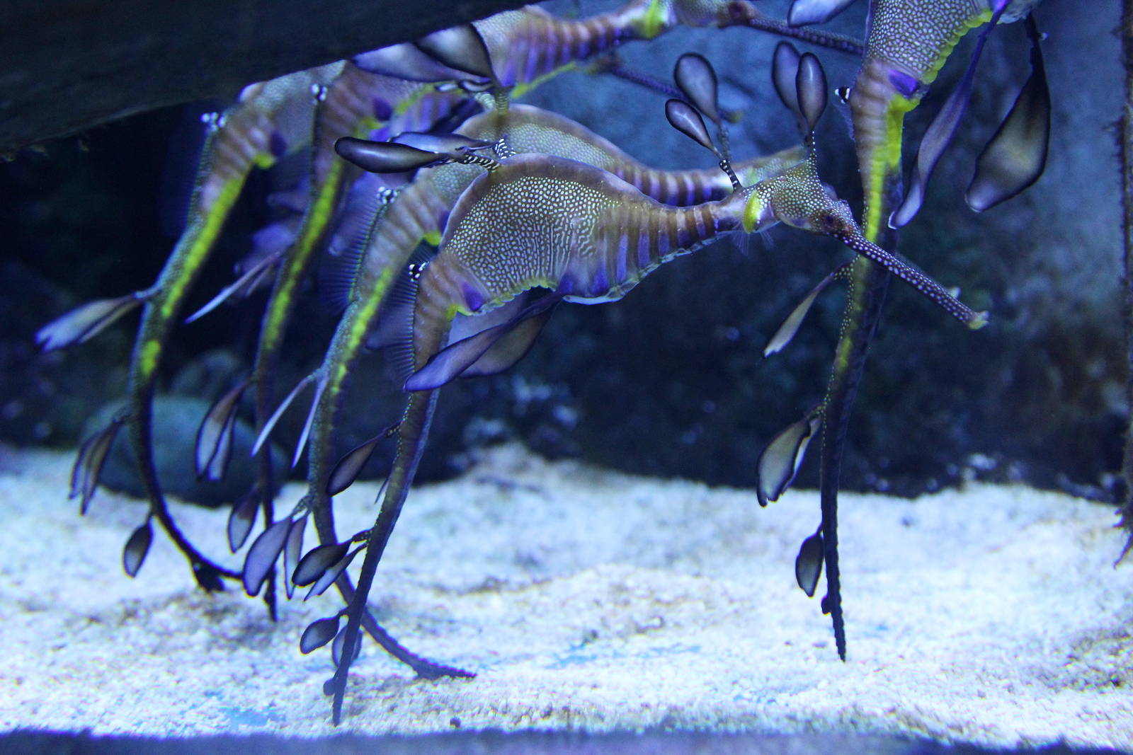 Weedy Sea Dragons (Phyllopteryx taeniolatus)