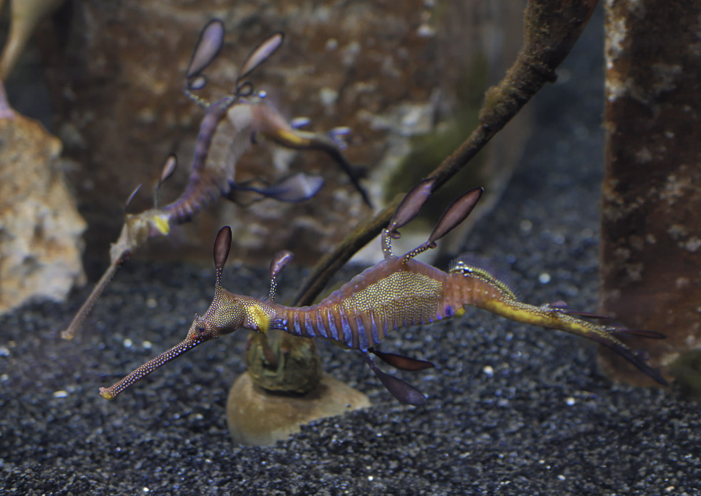 Weedy sea dragons