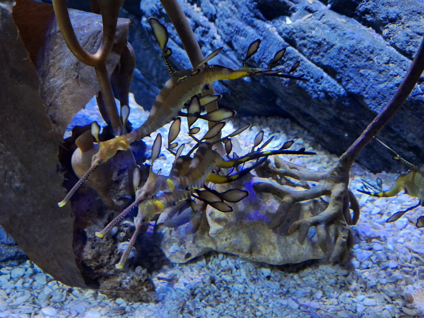 Weedy Sea Dragons