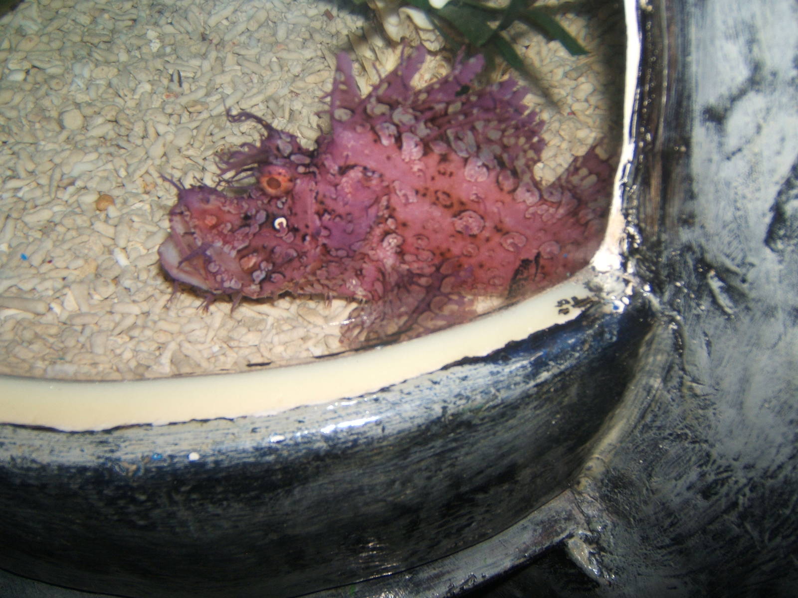 Weedy Sea Scorpion (Rhinopas frondosa)