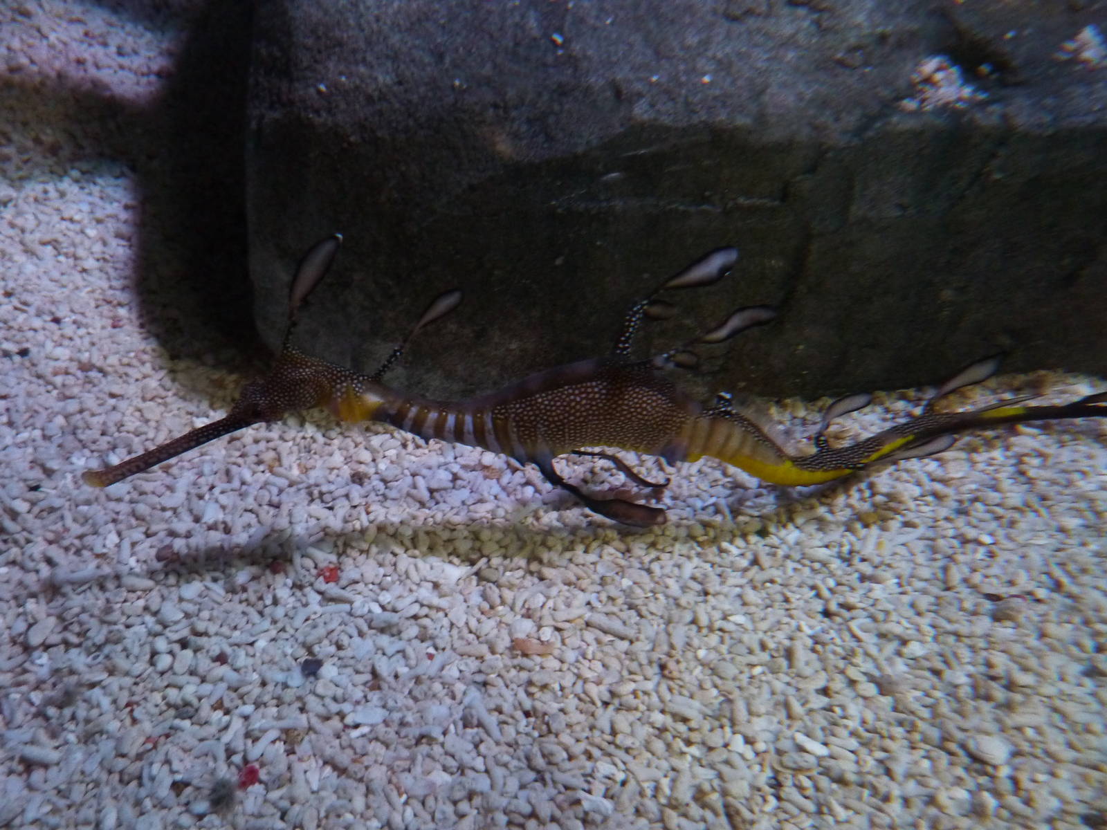 Weedy seadragon, 8th Feb 2012