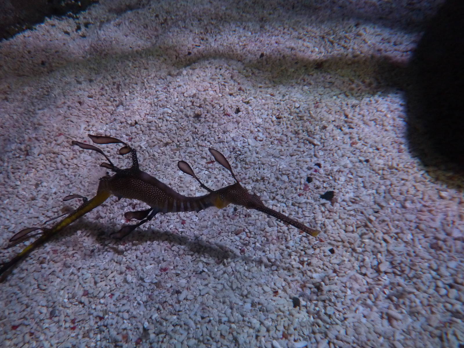 Weedy seadragon, 8th Feb 2012