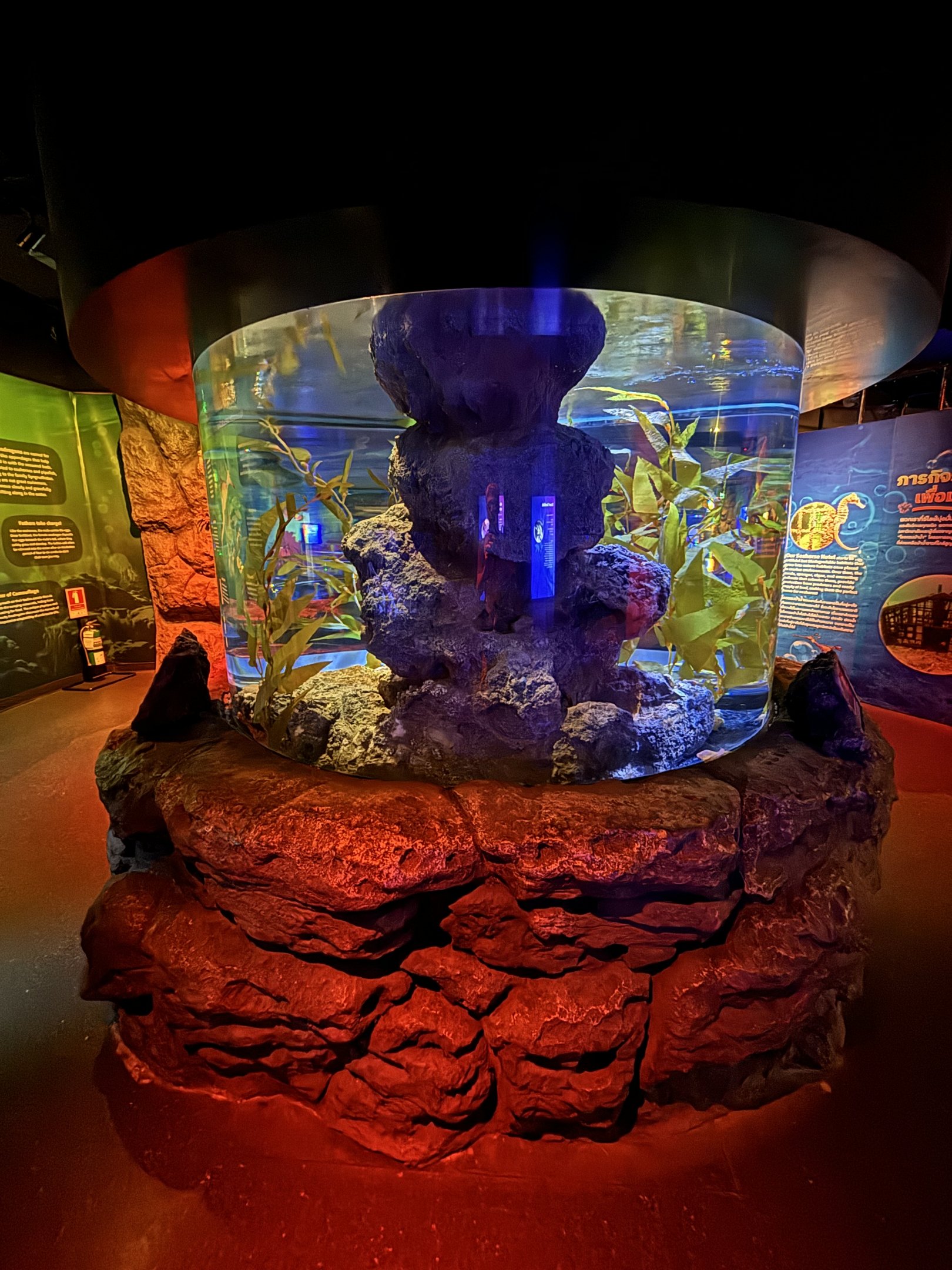 Weedy Seadragon Exhibit