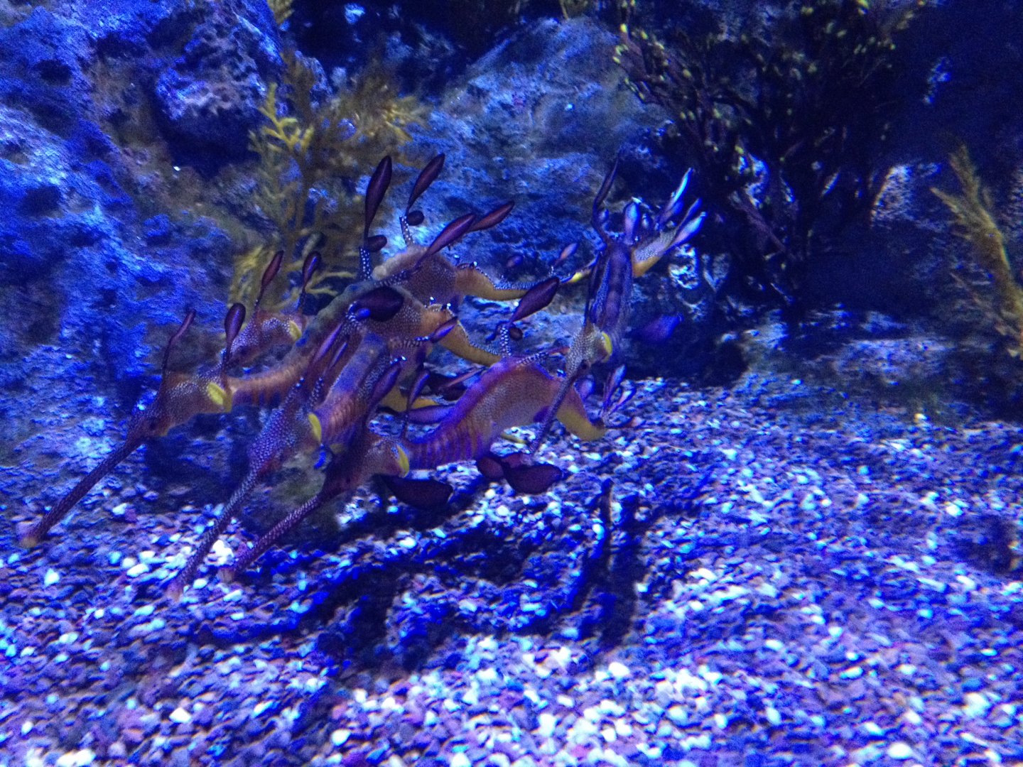 Weedy Seadragon (Phyllopteryx taeniolatus)