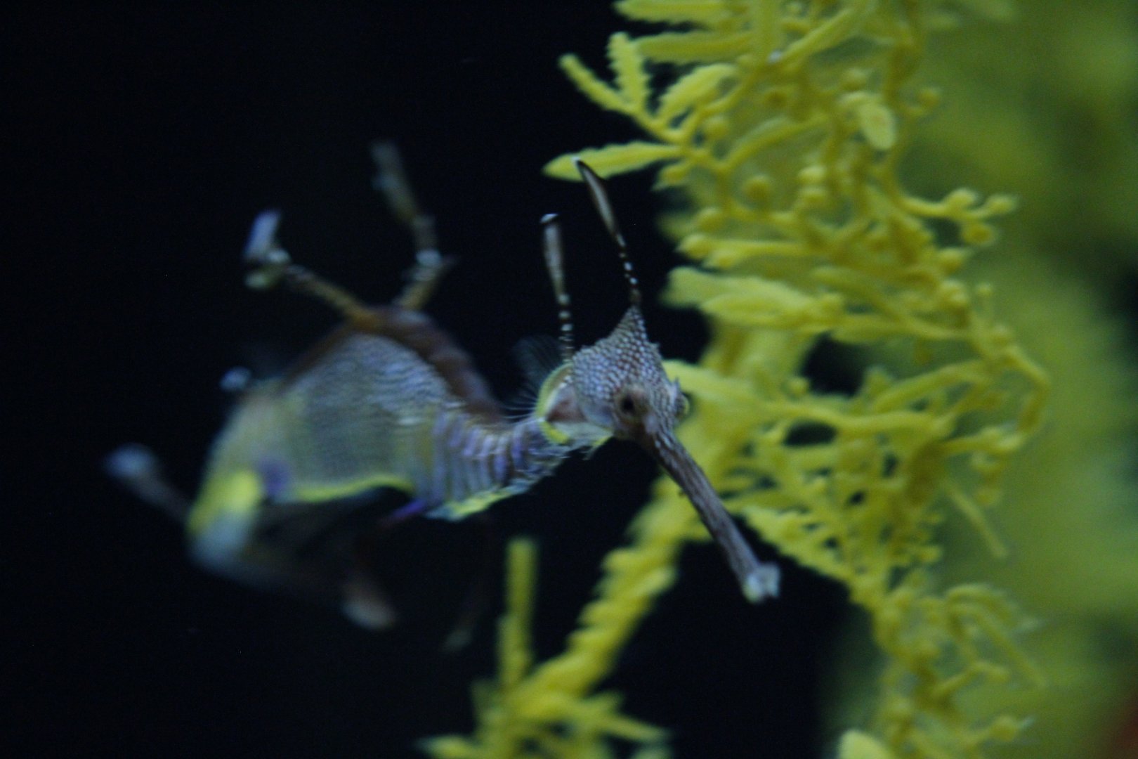 Weedy seadragon (Phyllopteryx taeniolatus)