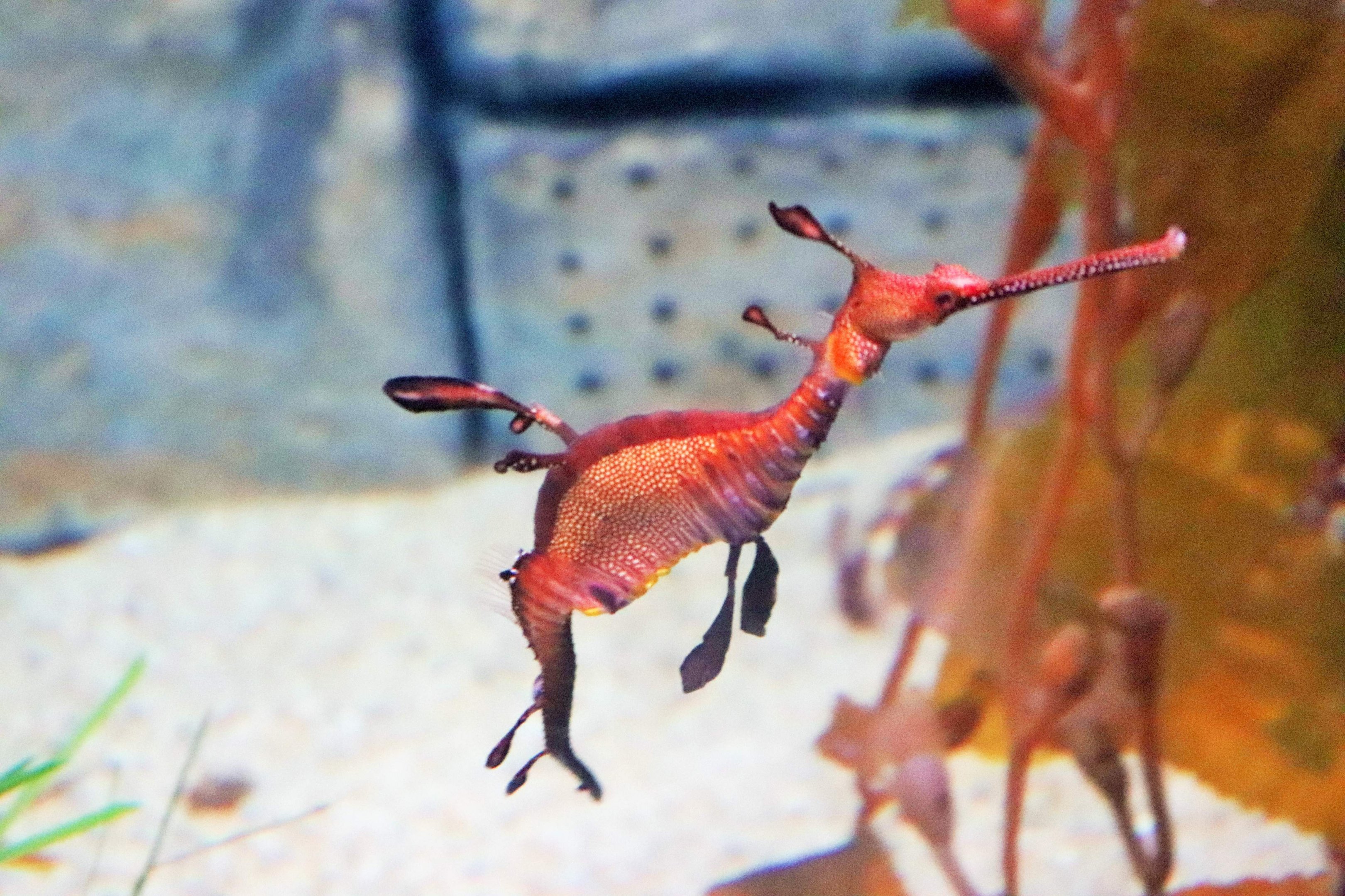 Weedy Seadragon (Phyllopteryx taeniolatus)