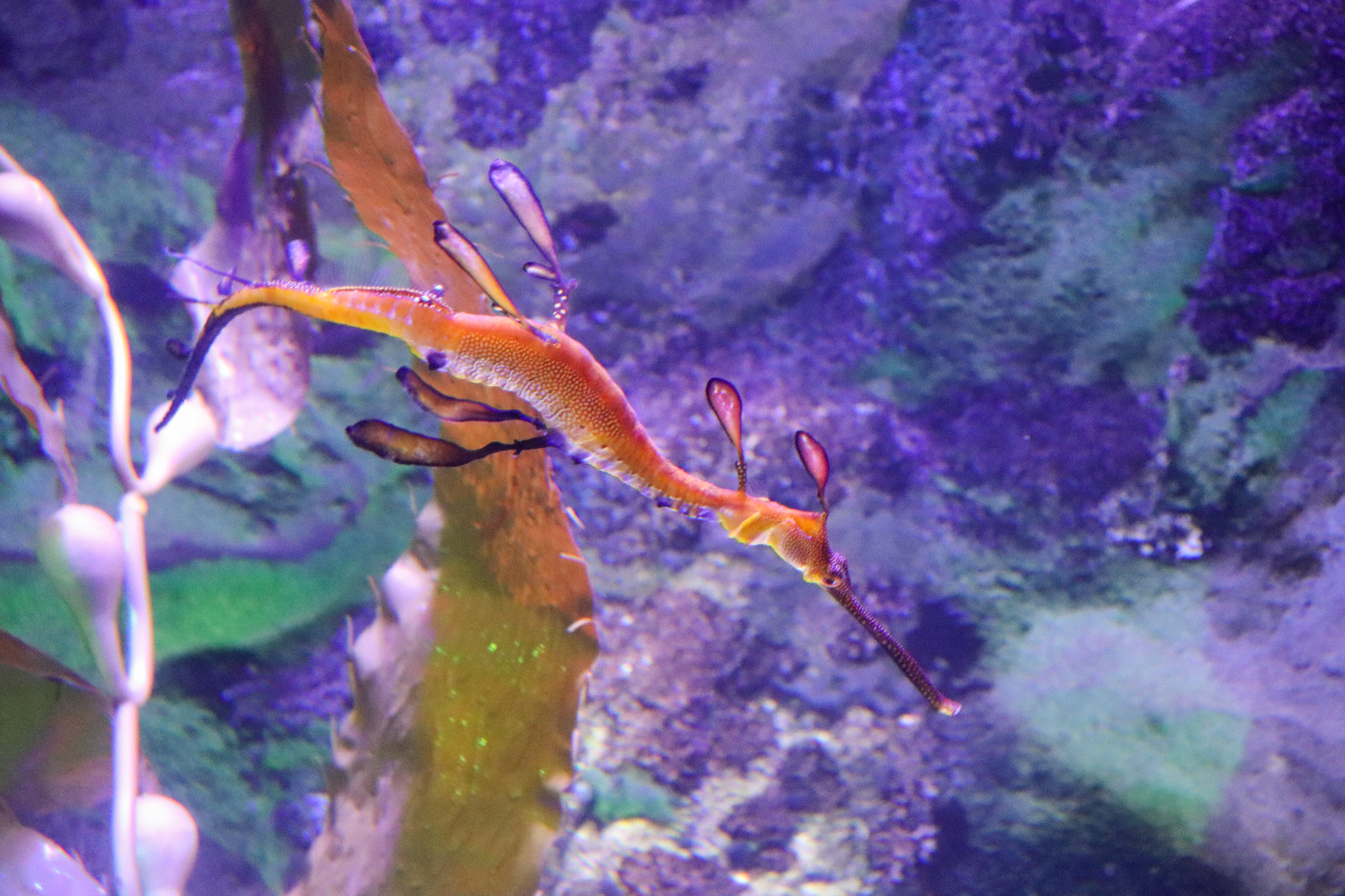 Weedy Seadragon (Phyllopteryx taeniolatus)
