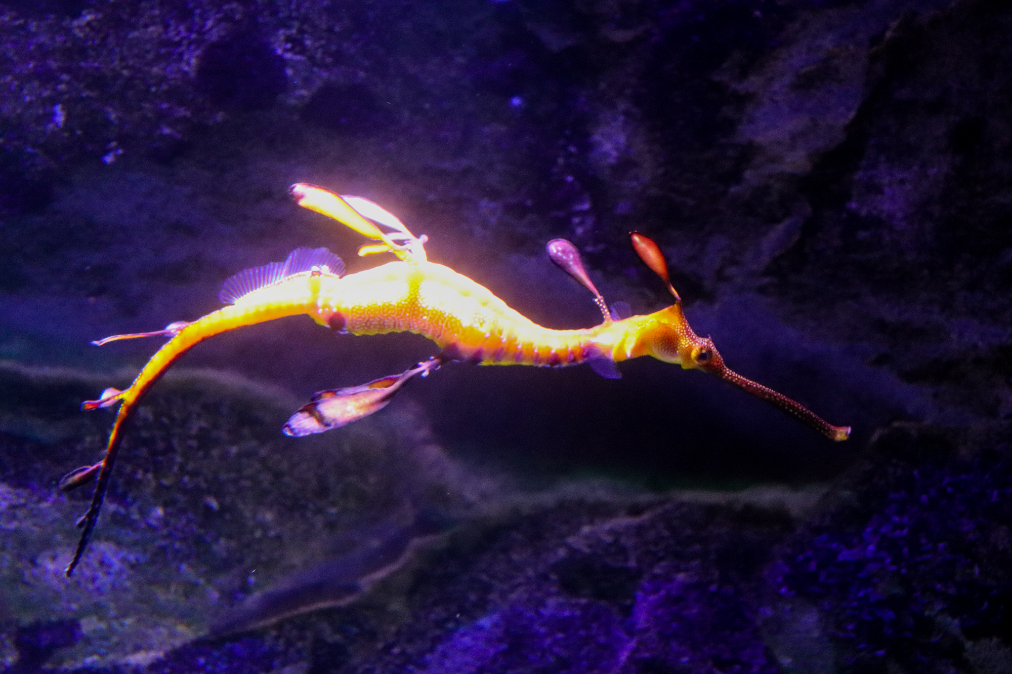 Weedy Seadragon (Phyllopteryx taeniolatus)