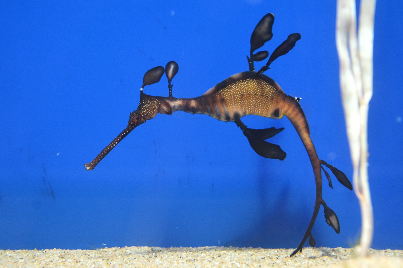 Weedy seadragon (Phyllopteryx taeniolatus)