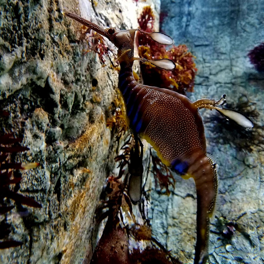 Weedy Seadragon (Phyllopteryx taeniolatus)