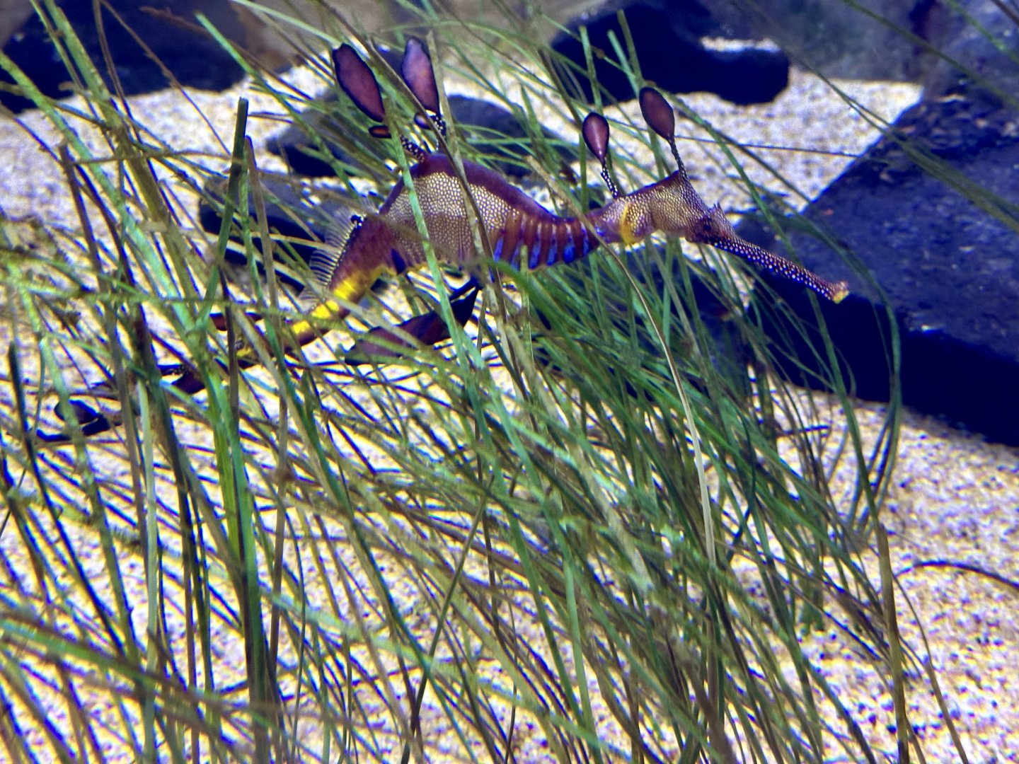 Weedy seadragon (Phyllopteryx taeniolatus)