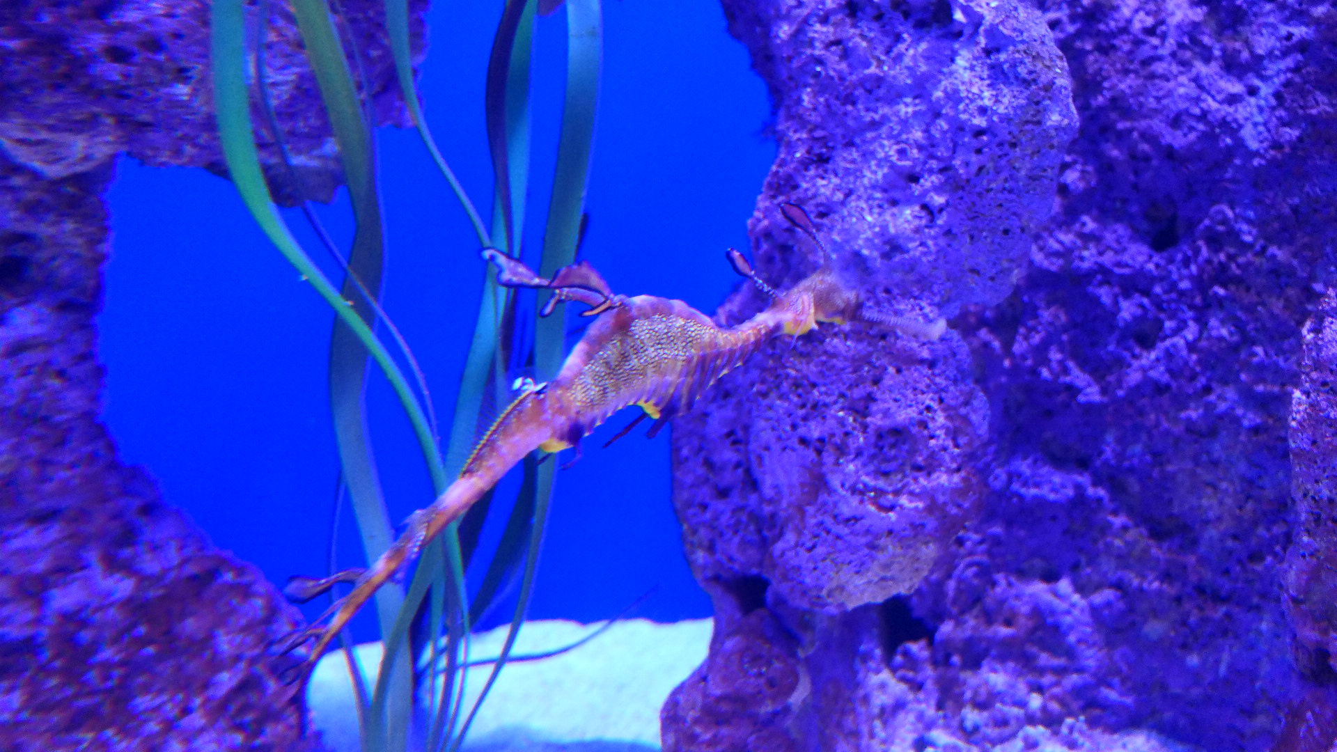 Weedy Seadragon (Phyllopteryx taeniolatus)