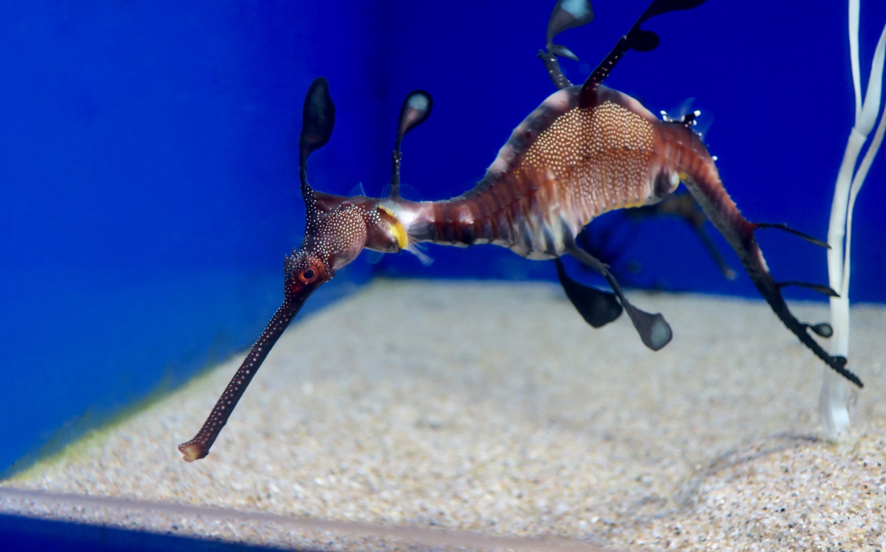 Weedy Seadragon (Phyllopteryx taeniolatus)