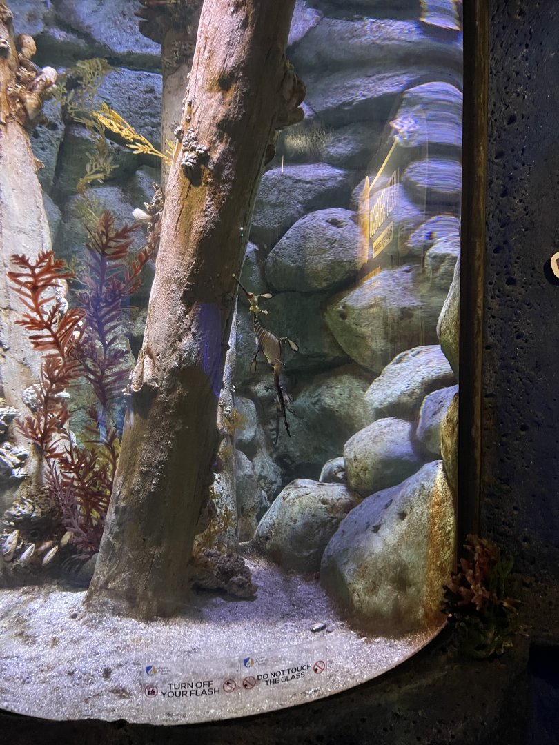 weedy seadragon (phyllopteryx taeniolatus)