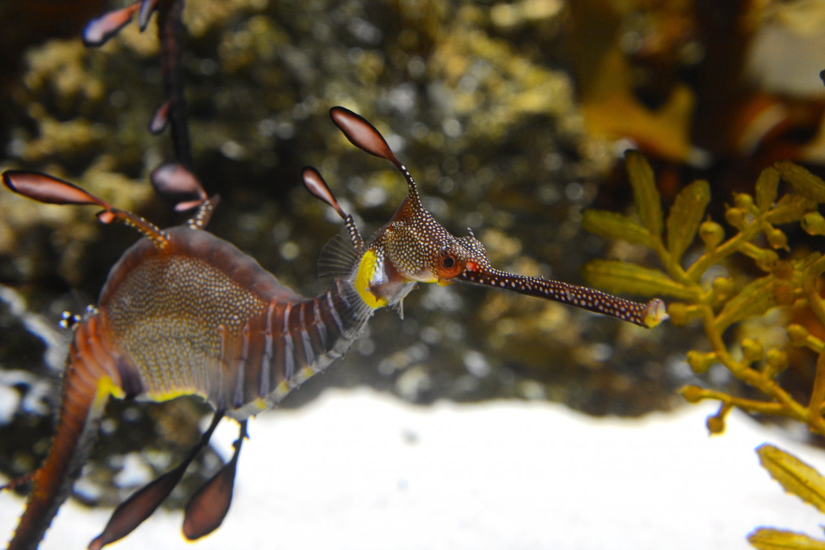 Weedy Seadragon (Phyllopteryx taeniolatus)
