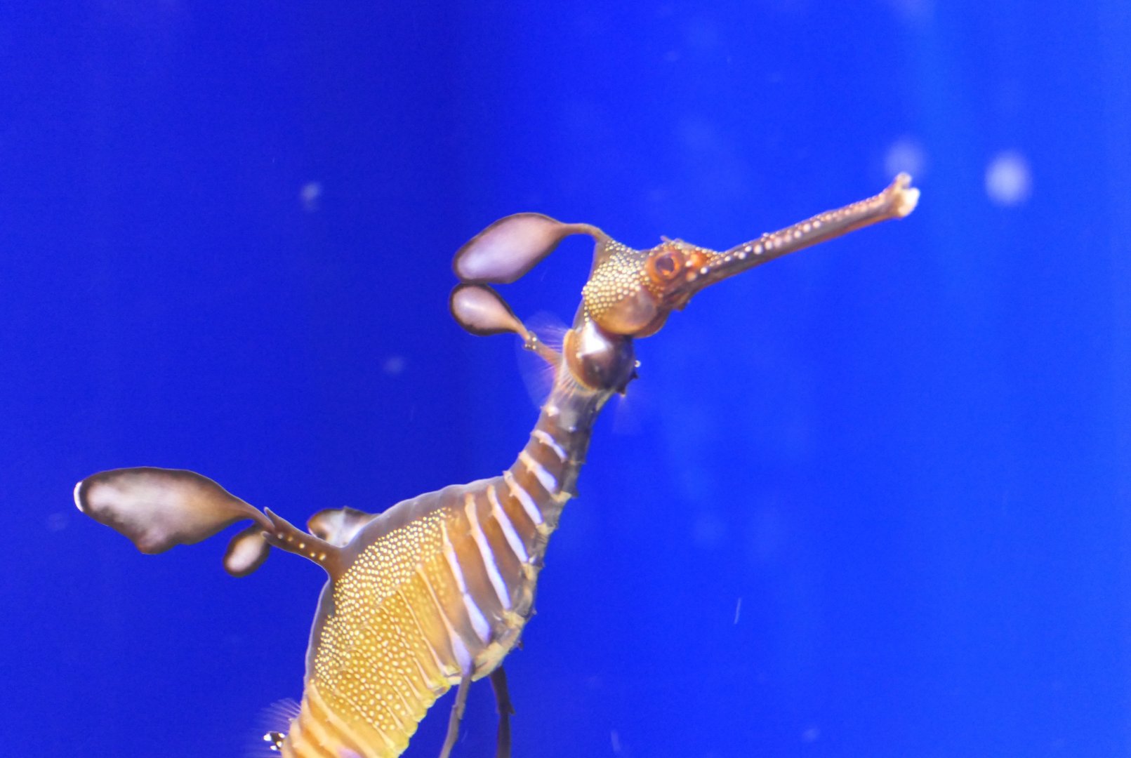 Weedy Seadragon (Phyllopteryx taeniolatus)