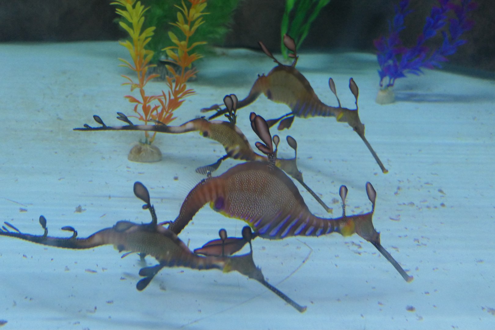 Weedy Seadragon (Phyllopteryx taeniolatus)