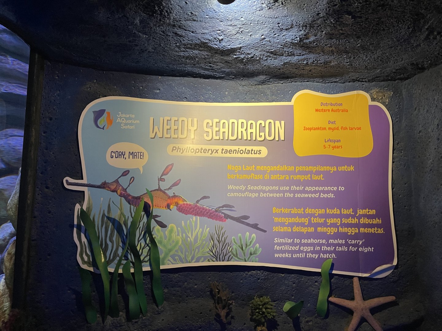 weedy seadragon signage