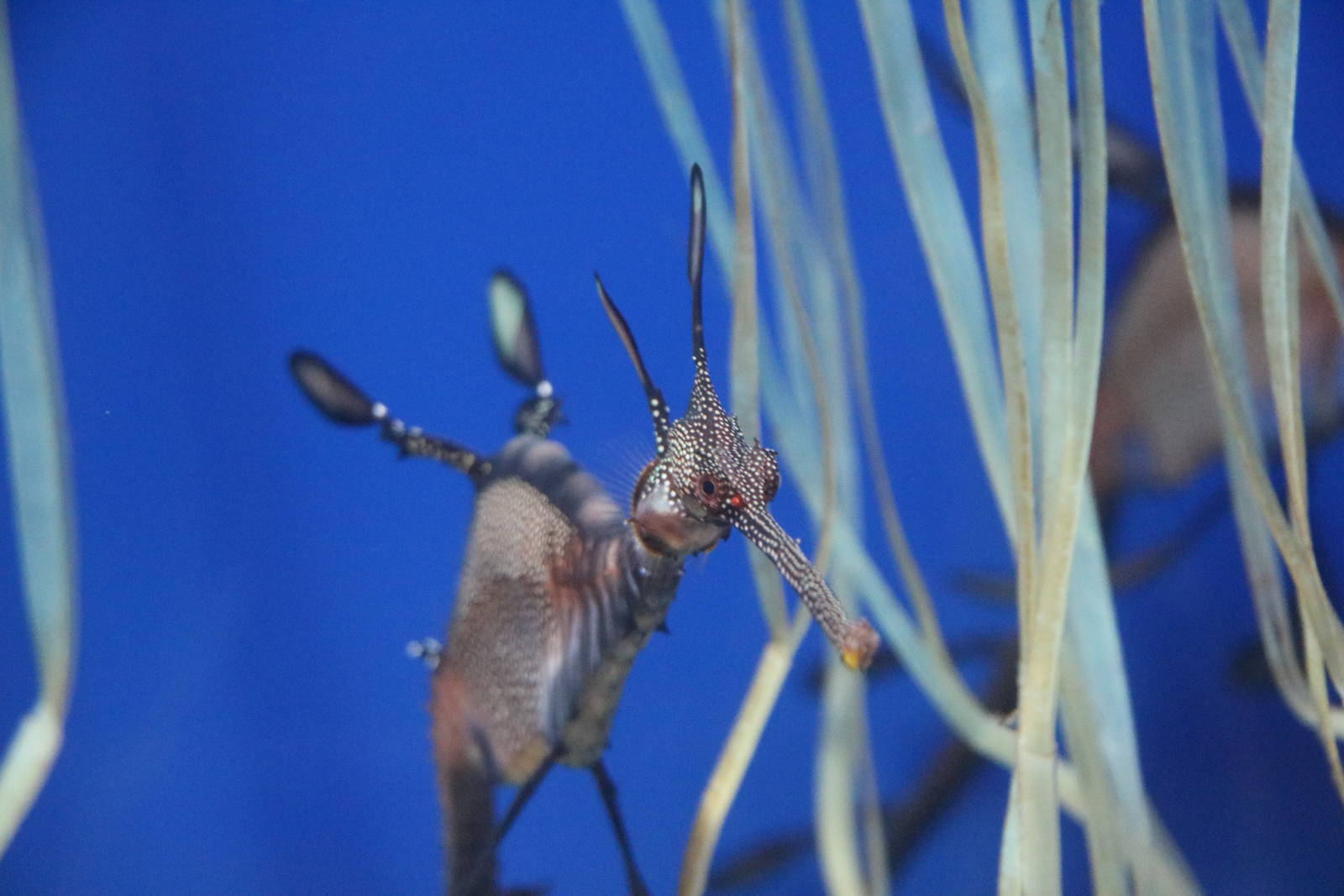 Weedy seadragon - Sunshine Aquarium Tokyo, February 2016
