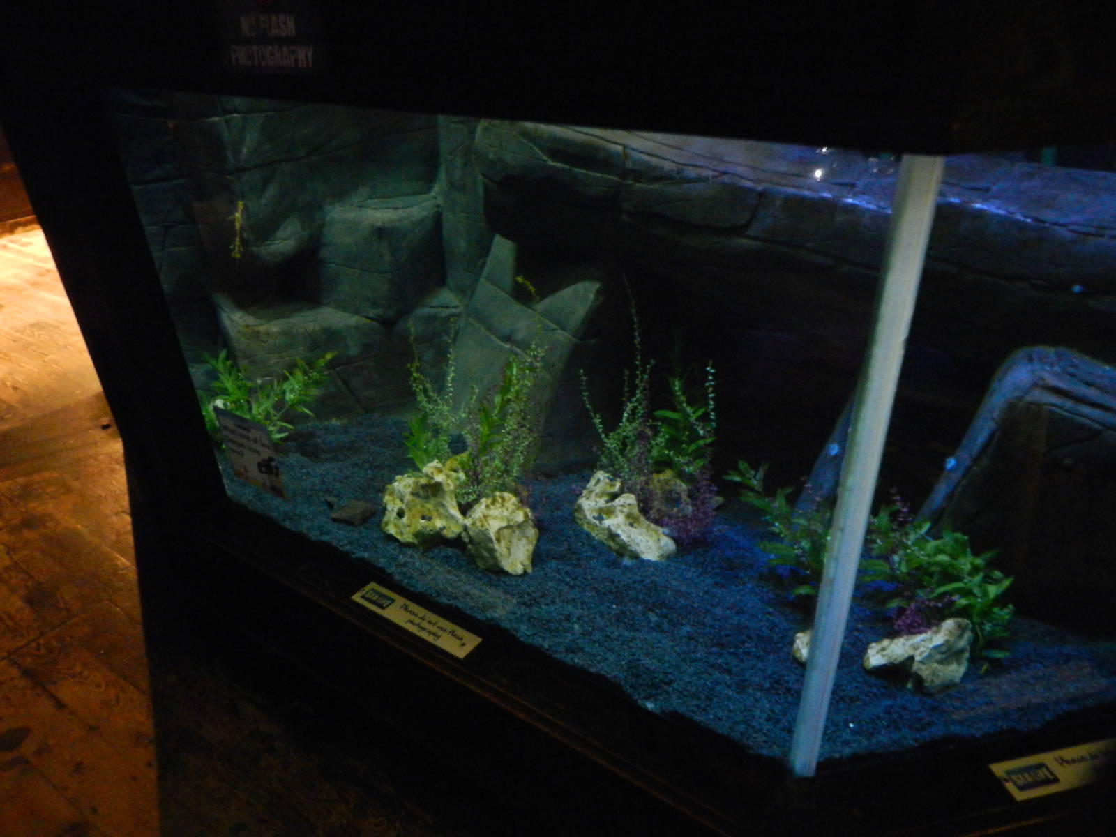 Weedy Seadragon Tank at SEA LIFE Scarborough - 26/08/2012