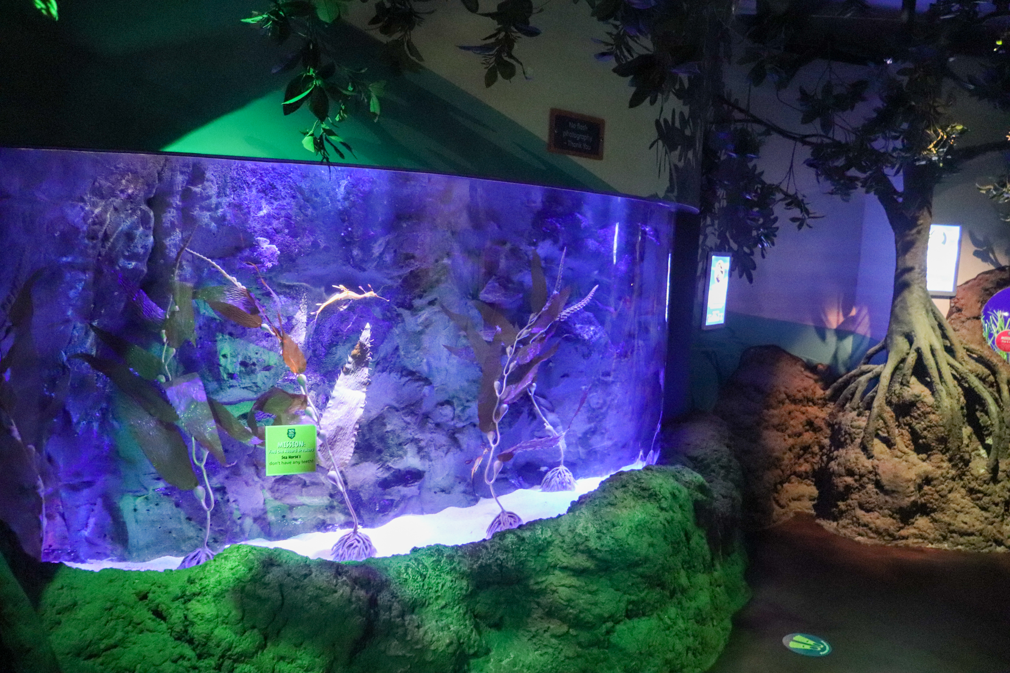 Weedy Seadragon Tank - Seahorse Sanctuary