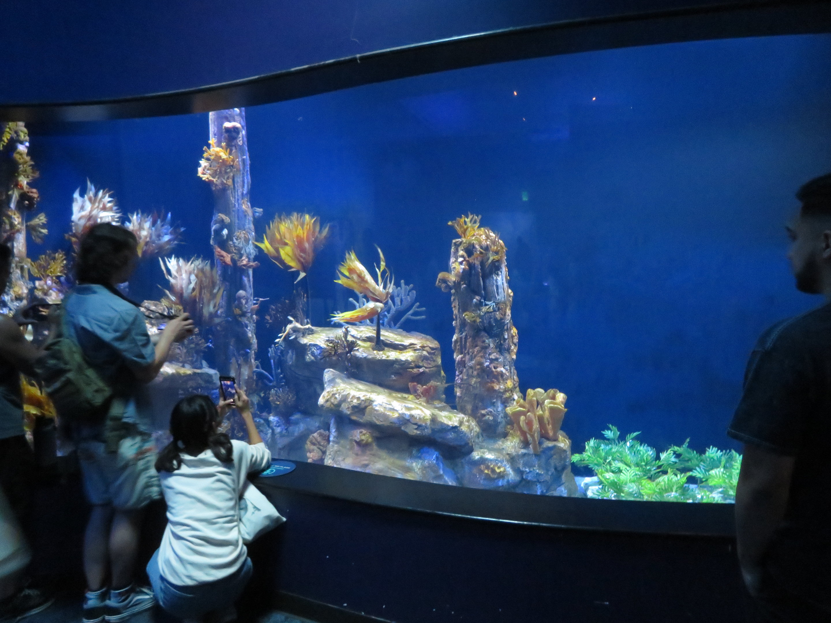 Weedy Seadragon Tank