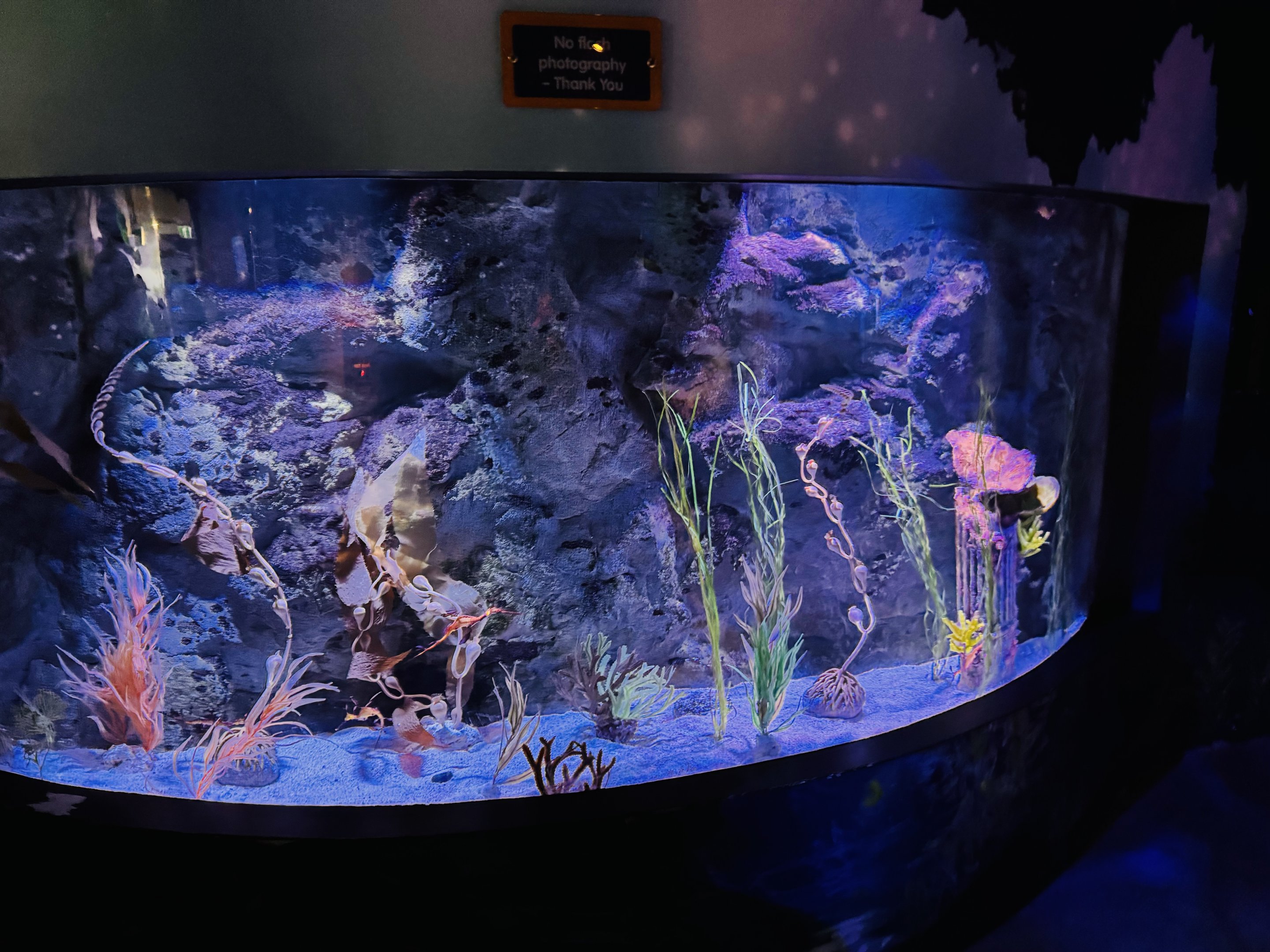 Weedy Seadragon tank