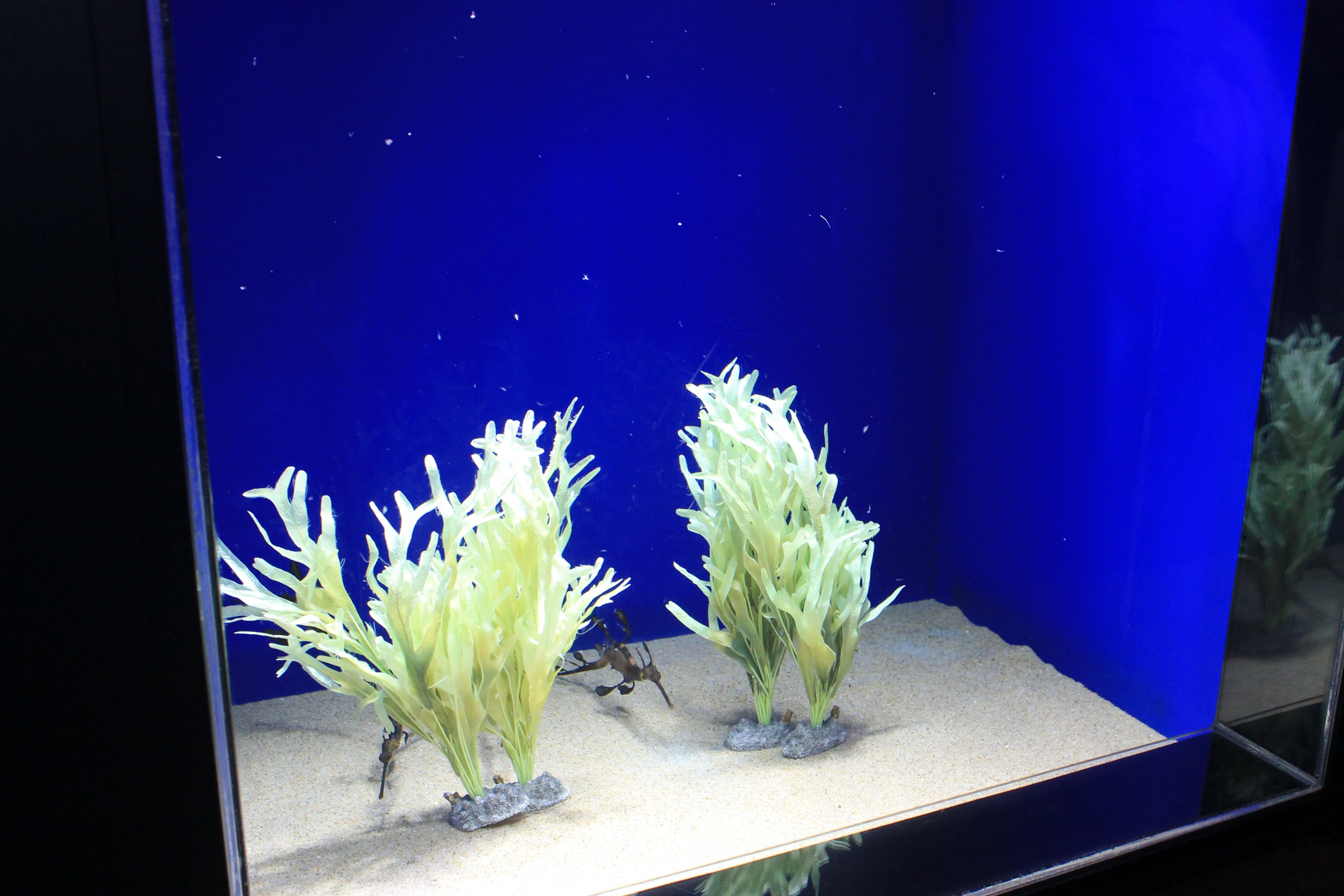 Weedy Seadragon tank