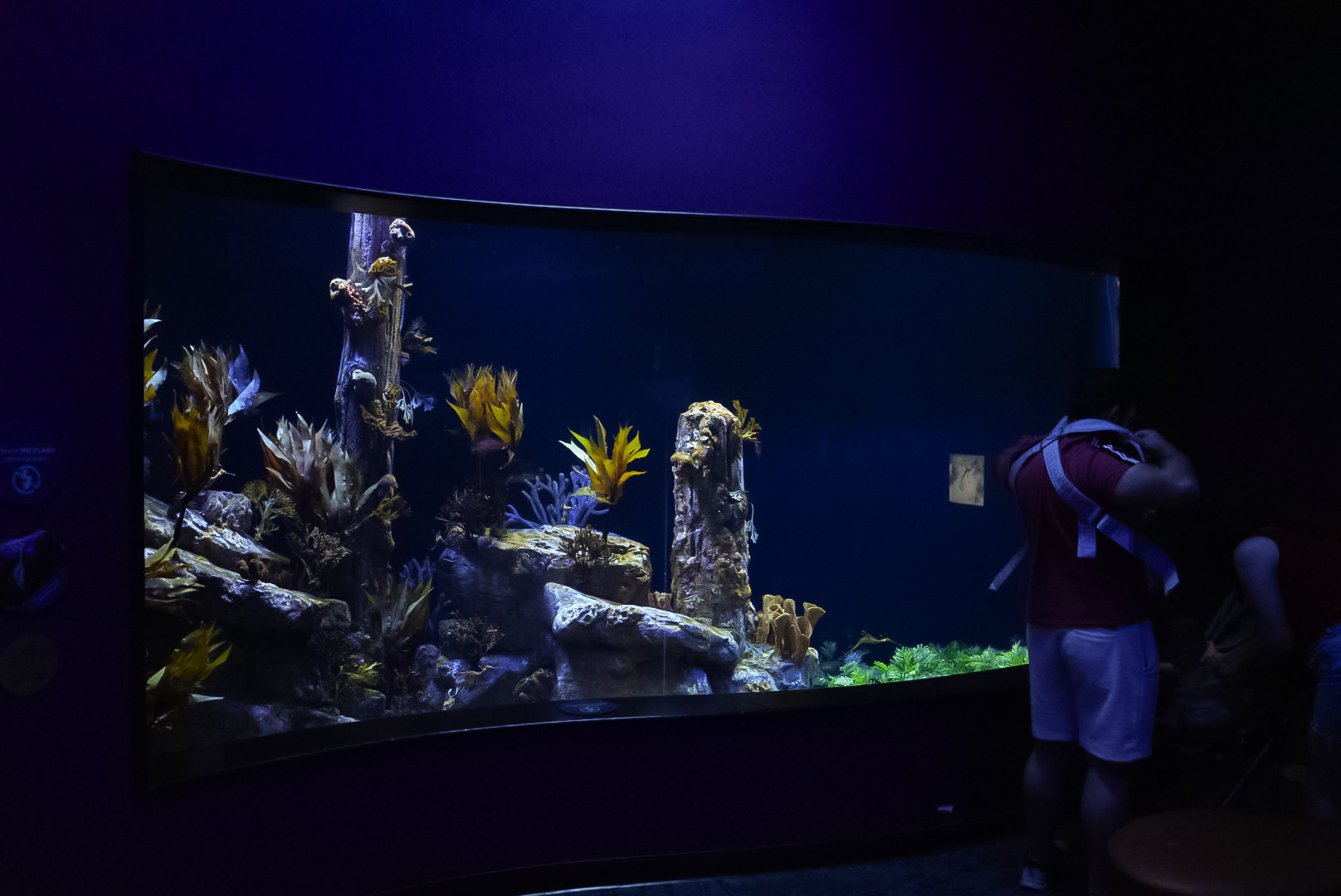 Weedy Seadragon Tank